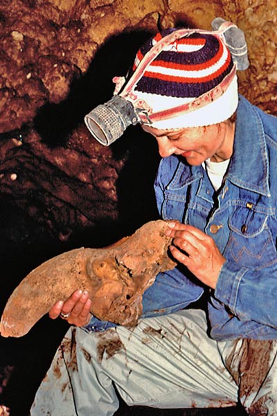 Large mammal skull recovered from the Bone Bed at Rat's Nest Cave, Canmore Alberta — paleontological specimen from a 7000-year fossil deposit in the Canadian Rockies
